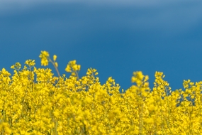 蓝色天空黄色油菜花图片
